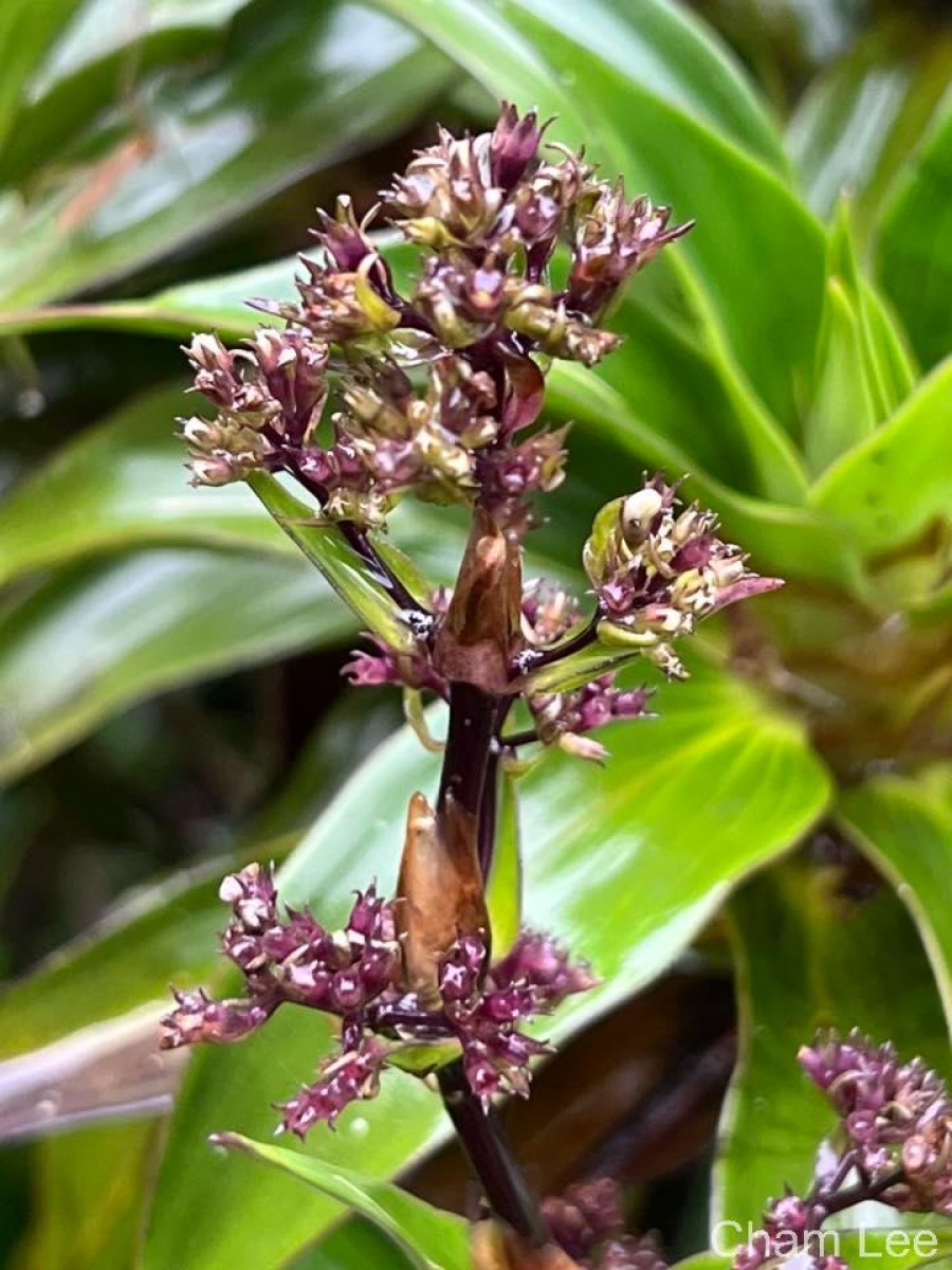 Hedyotis gardneri Thwaites